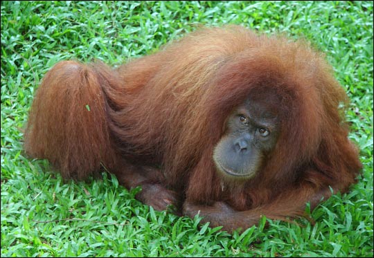 indonesia_blurb200_lg.jpg