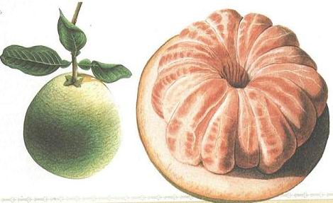 pomelo.jpg