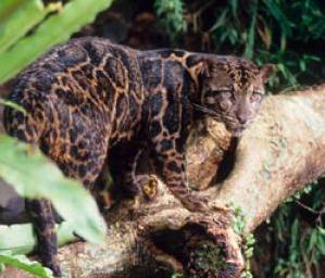 leopard.jpg