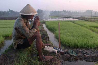 rice_farm.jpg