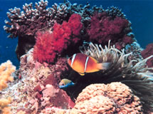 coral.jpg