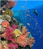 menjangan-island.jpg