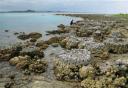coral-reefs_aceh.jpg