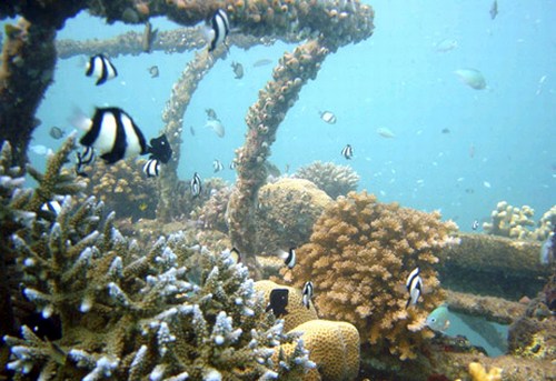 mini-bali-coral-reef.jpg