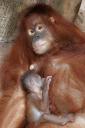 orang2.jpg