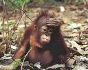 orang_utan.jpg