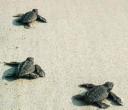 turtle.jpg