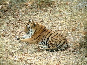 mini-39066-male-tiger-1.jpg