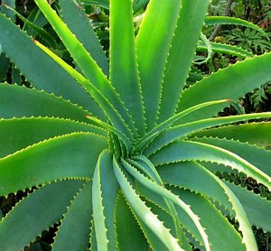 mini-aloe_vera_400×371.jpg