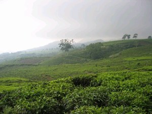 mini-bandung-tea.jpg