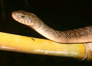 mini-borobodursnake.jpg