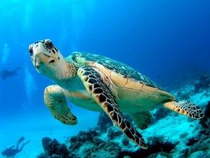 mini-hawkbill-turtle.jpg