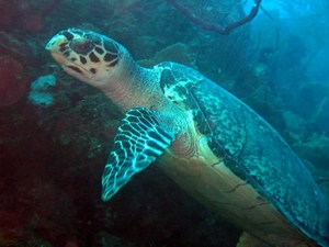 mini-hawksbill-turtle-1.jpg
