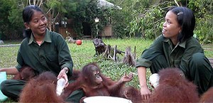 mini-orangutan-rescue-workers.jpg