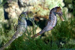 mini-seahorses2.jpg