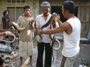 mini-snake-conservation.jpg