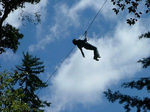 mini-treetop2.JPG