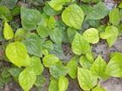 mini-betel-leaf1.jpg