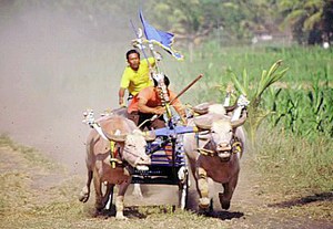 mini-buffalo-races.JPG