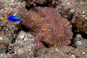 mini-crawling-fish1.jpg