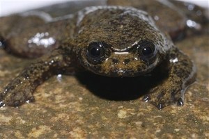 mini-lungless-frog.jpg
