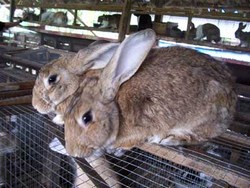 mini-papua-rabbits.jpg