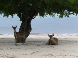 mini-seraya_deer.jpg
