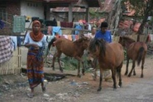 mini-sumba-horse-milk.jpg
