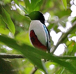 mini-fairy-bird.jpg